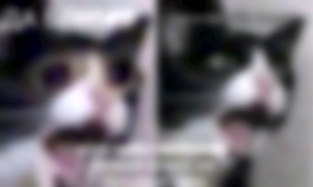 Cat Crying