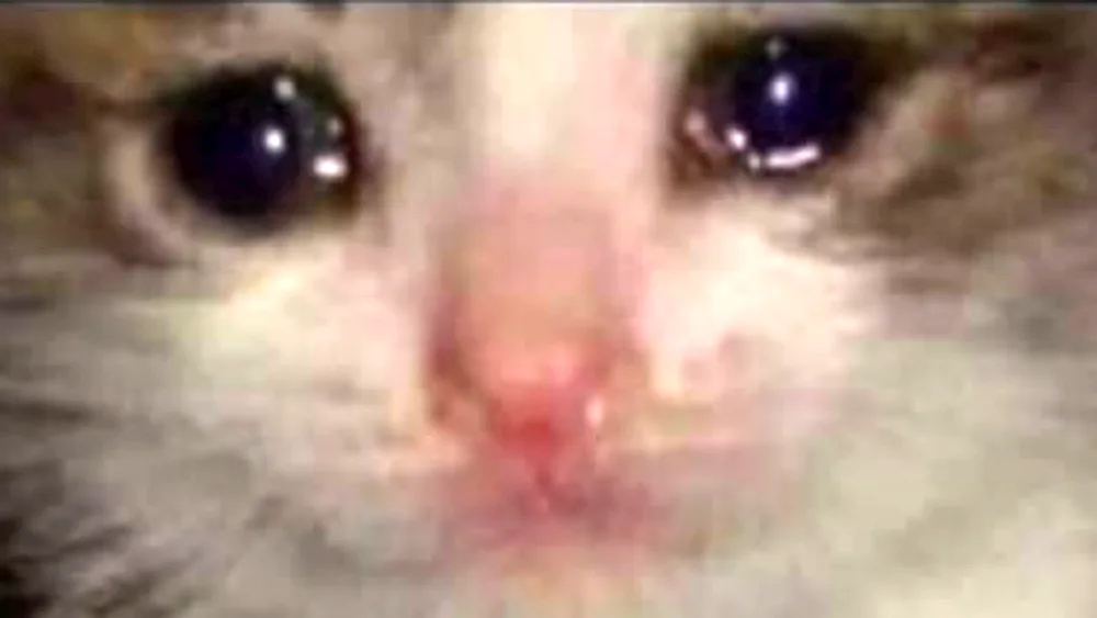 Cat Crying
