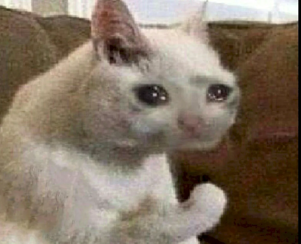 Cat Crying