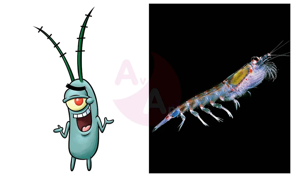 Zootrophic zooplankton