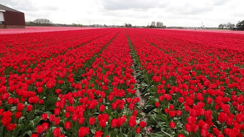 Poppy plantations roses Holland