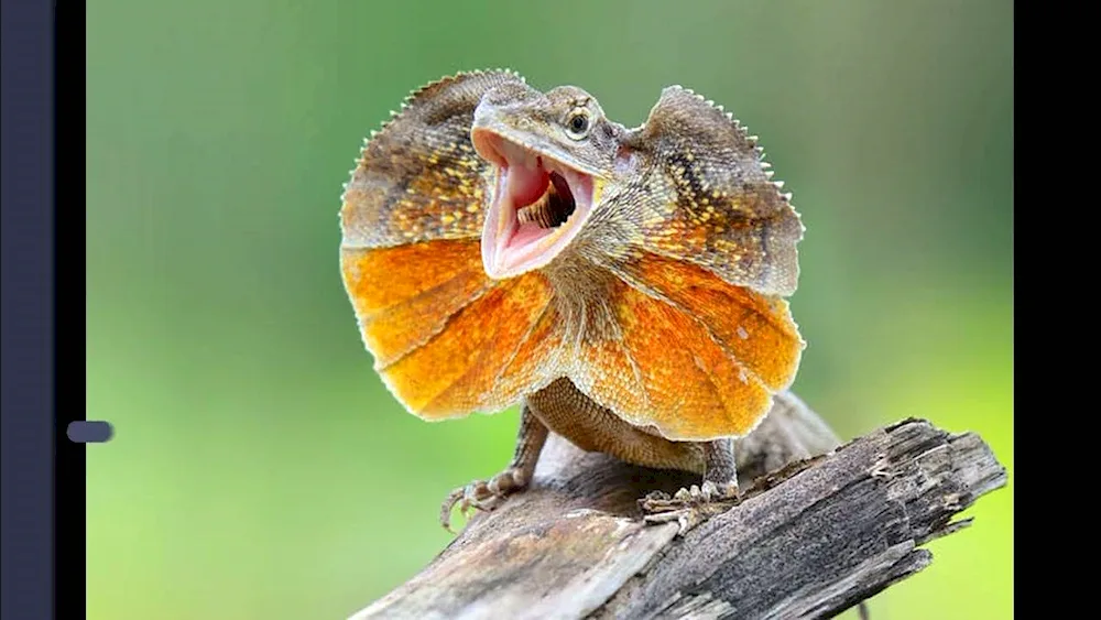 Lobed agama