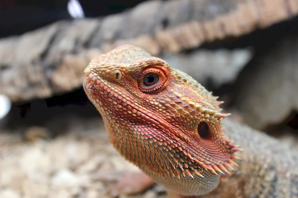 Raptors bearded agama