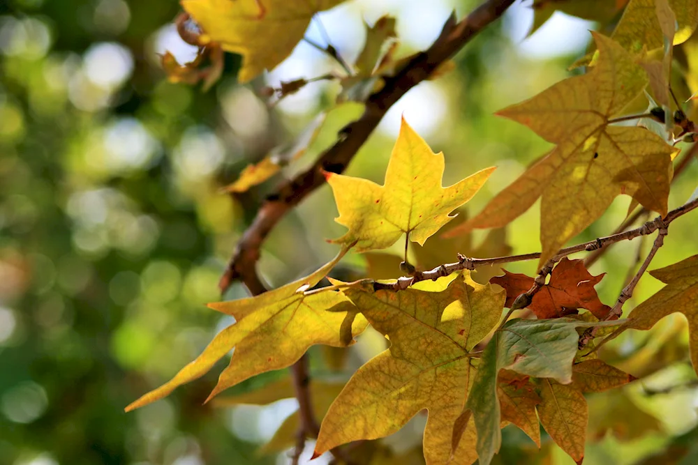 Platanus leaf