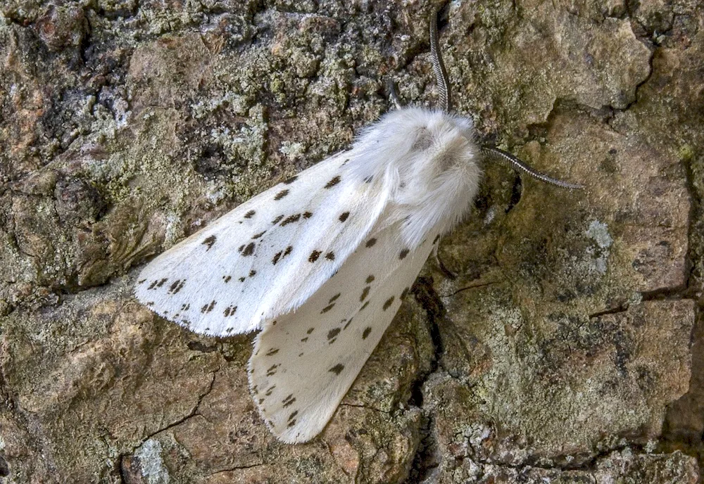 Venezuelan poodle moth