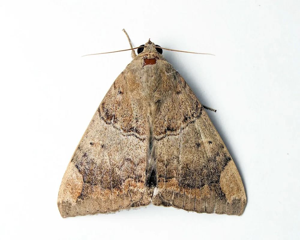 Venezuelan poodle moth