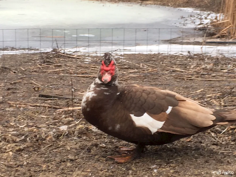 Shouldered musk ducks