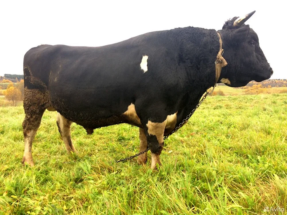 Mount Katahdin cow