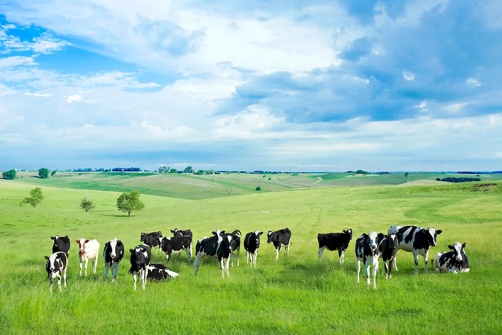 Cows in the meadow