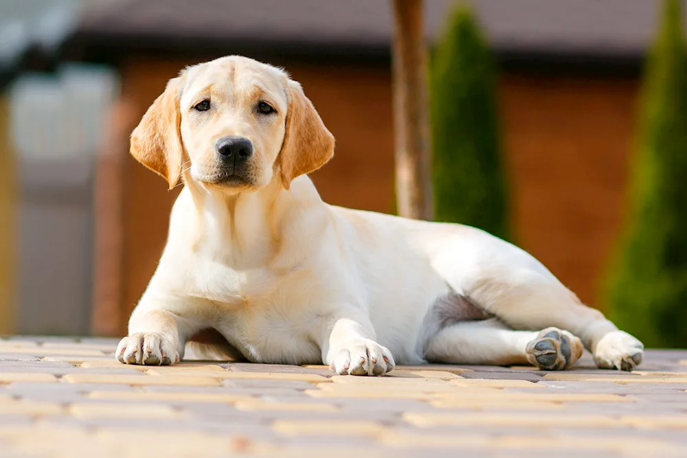Breed dogs