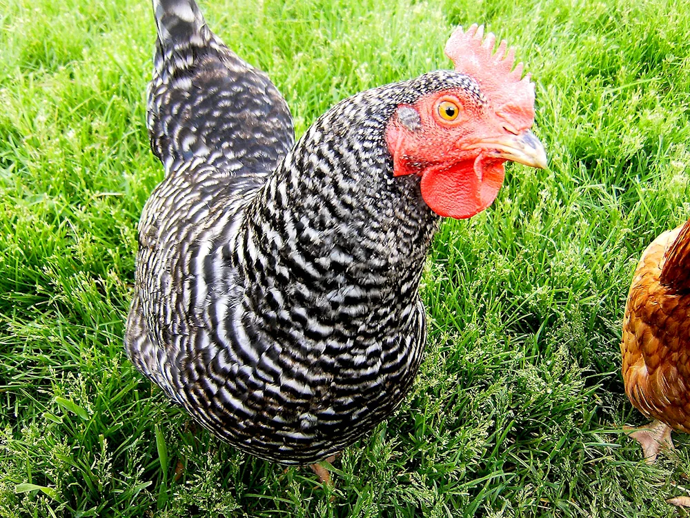 Ryaba hens