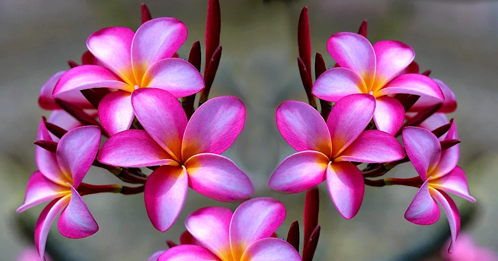 Plumeria frangipani