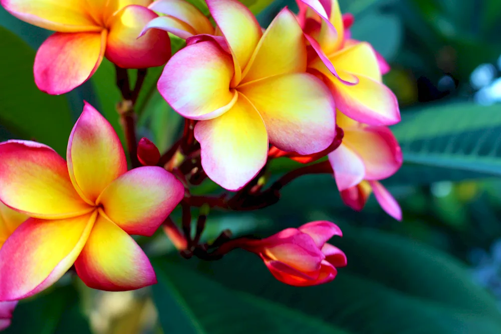 Plumeria frangipani