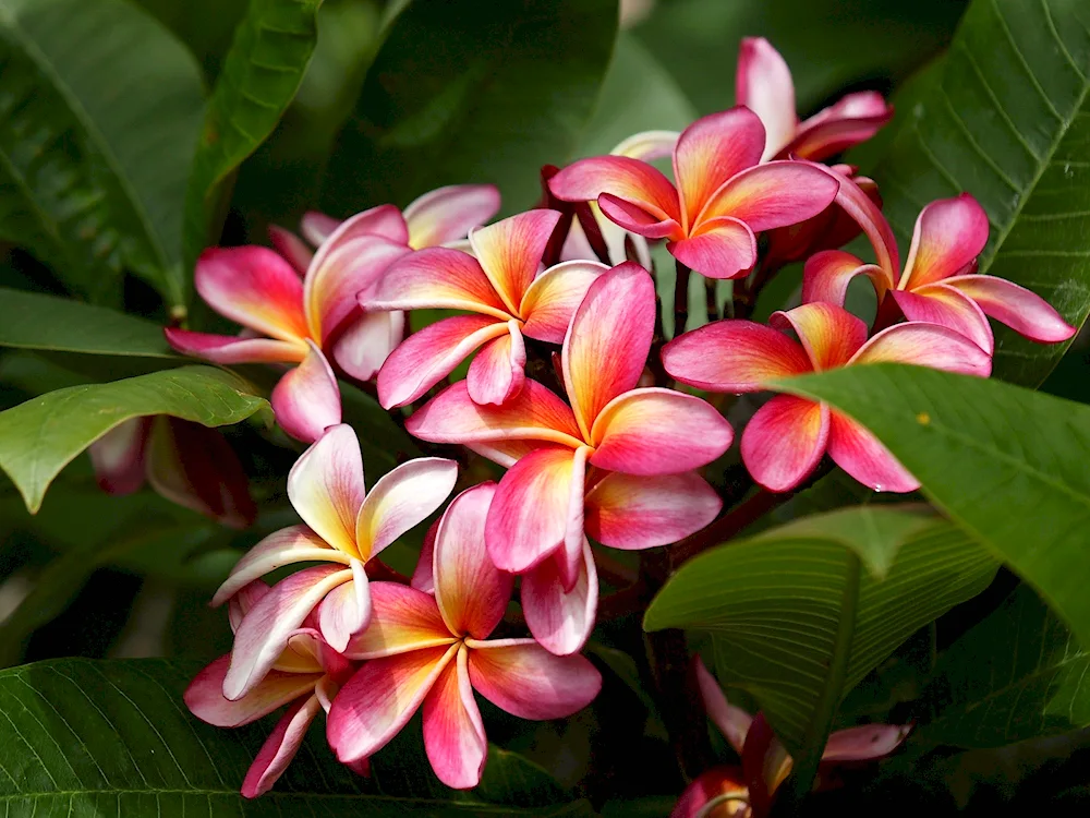 Plumeria frangipani