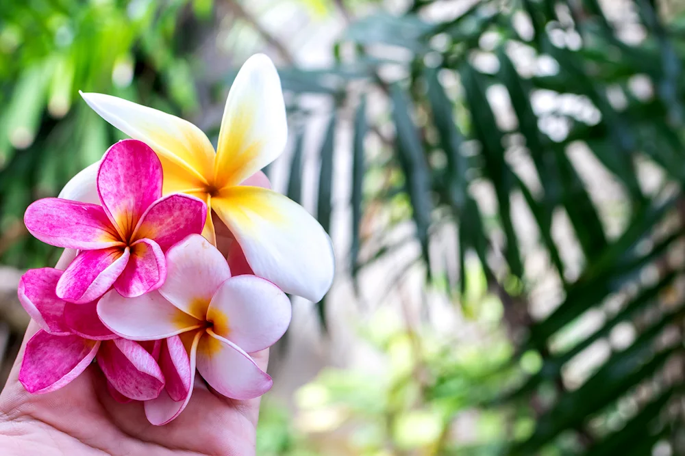 Plumeria frangipani