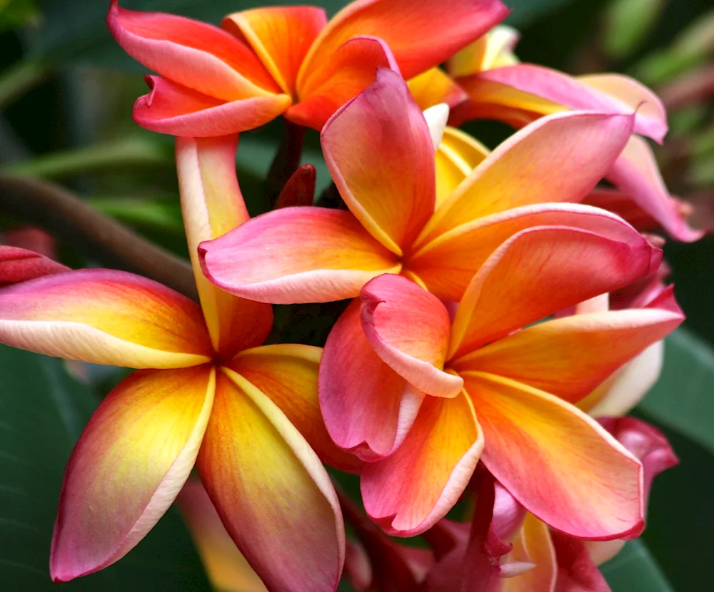 Plumeria frangipani mango