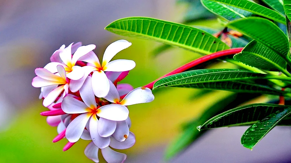 Plumeria Hawaii