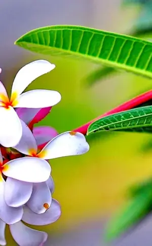 Plumeria hawaii