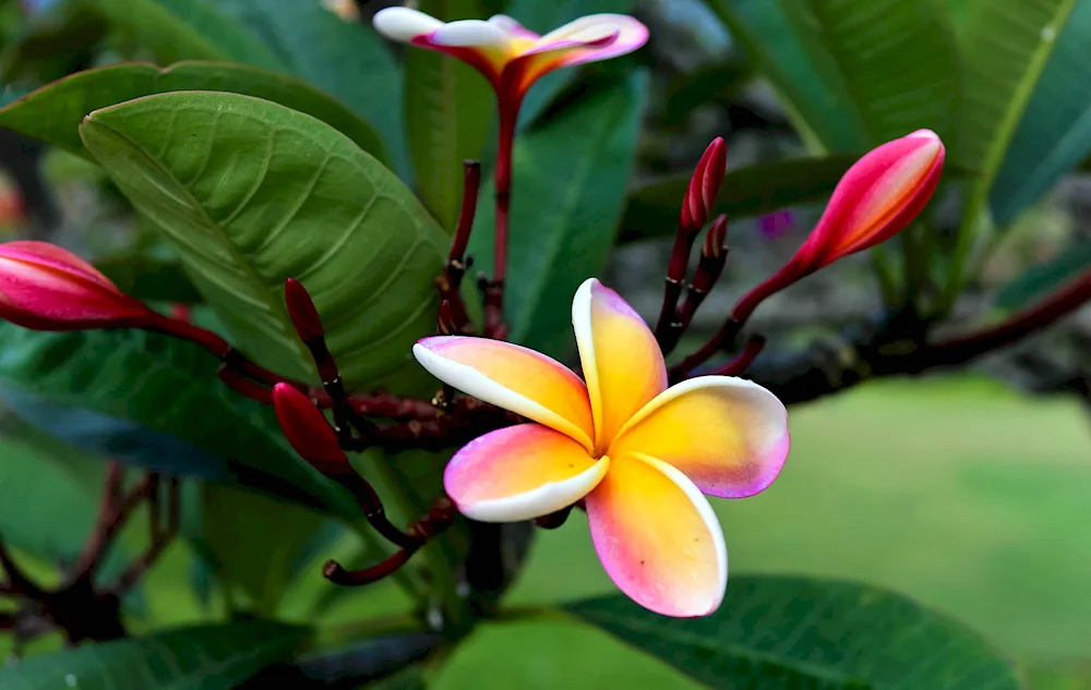 Plumeria hawaii