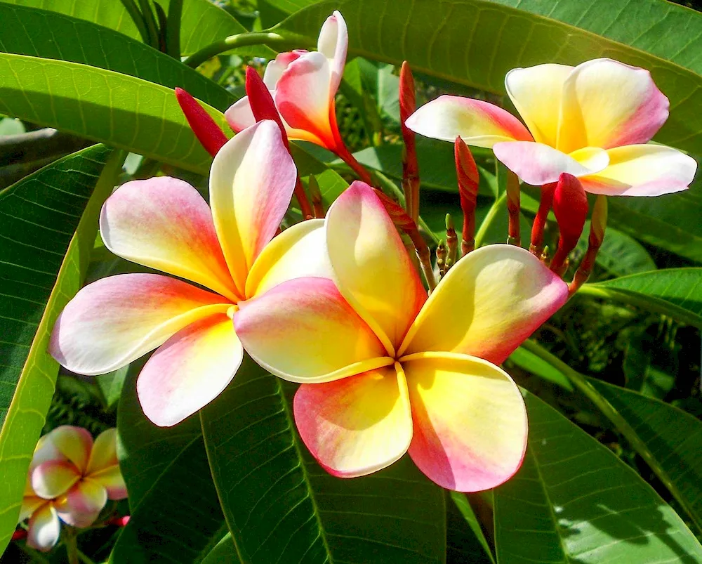 Plumeria hawaii