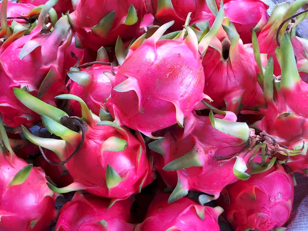 Pitahaya fruit