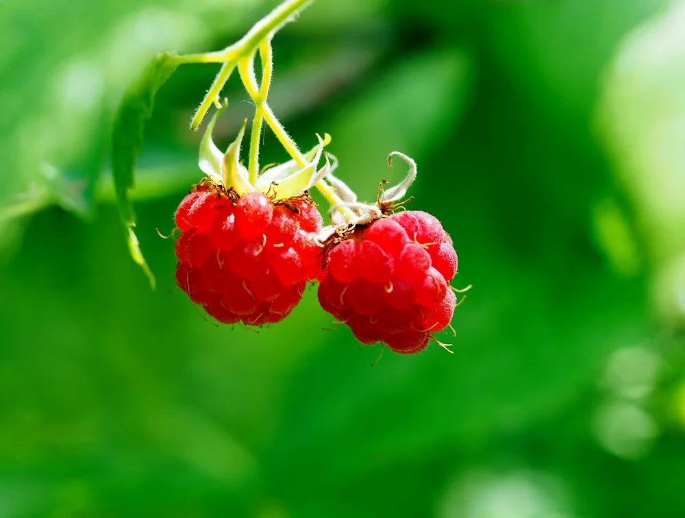 Flowers and berries