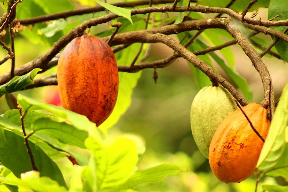 Seeds from the Theobroma cacao tree