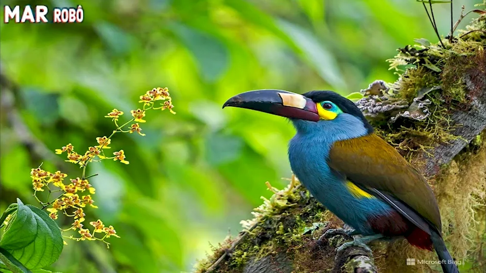 Flat-billed Toucan. andigena