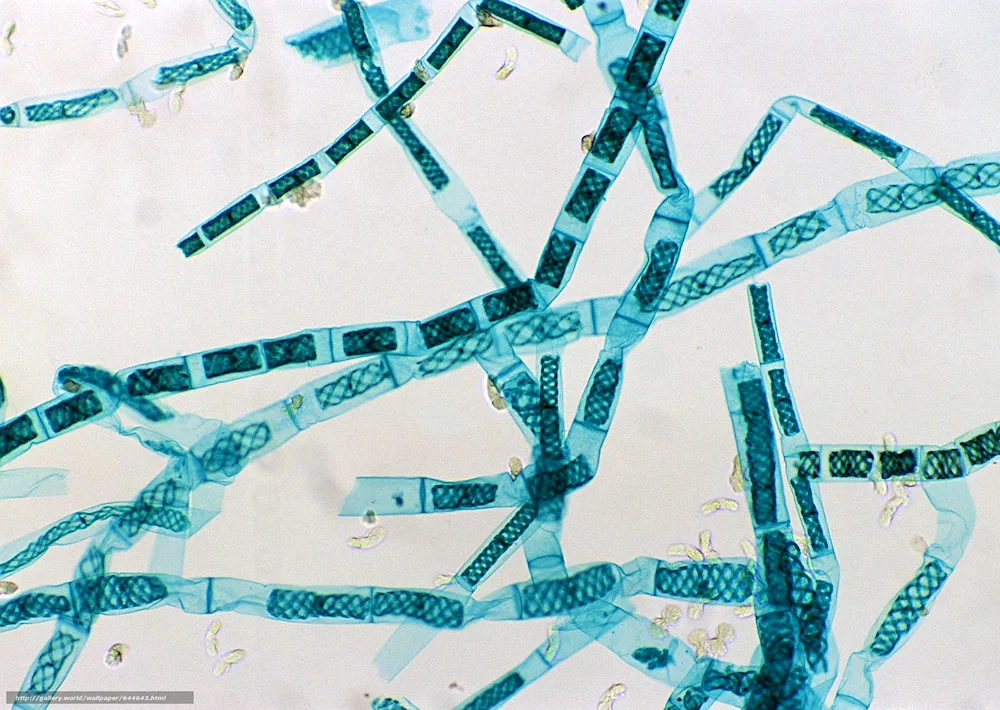 Human liver histology preparation