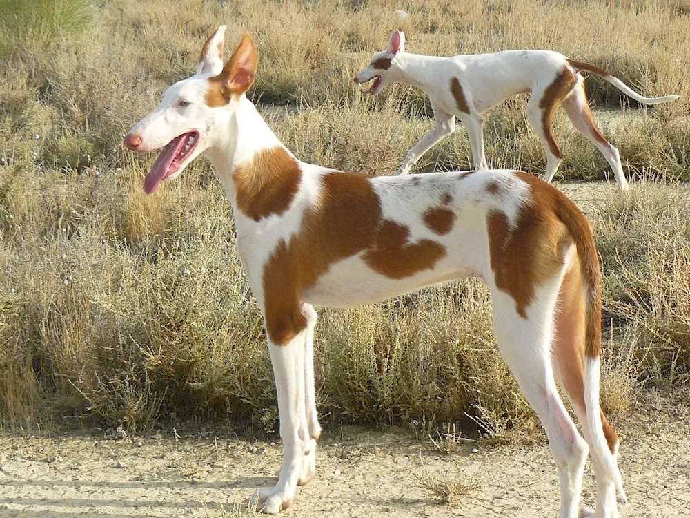 Podenko ibitsenko breed