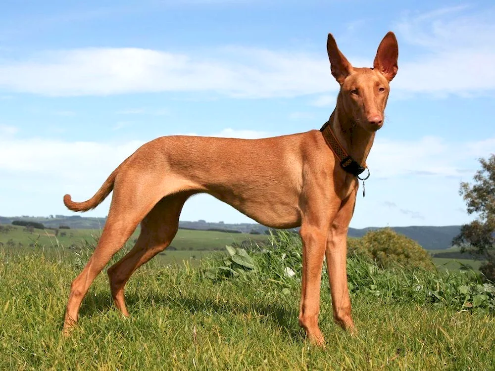 Podenko canario breed.