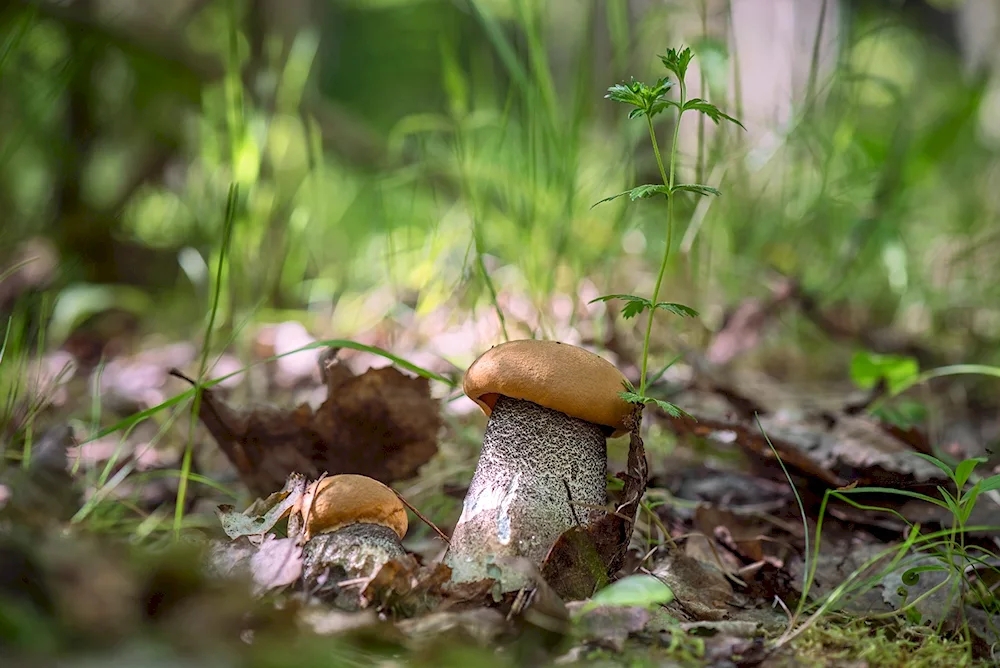 Podosinovik mushroom