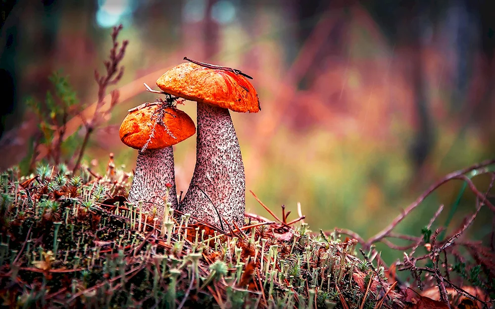 Podosinovik autumn mushroom