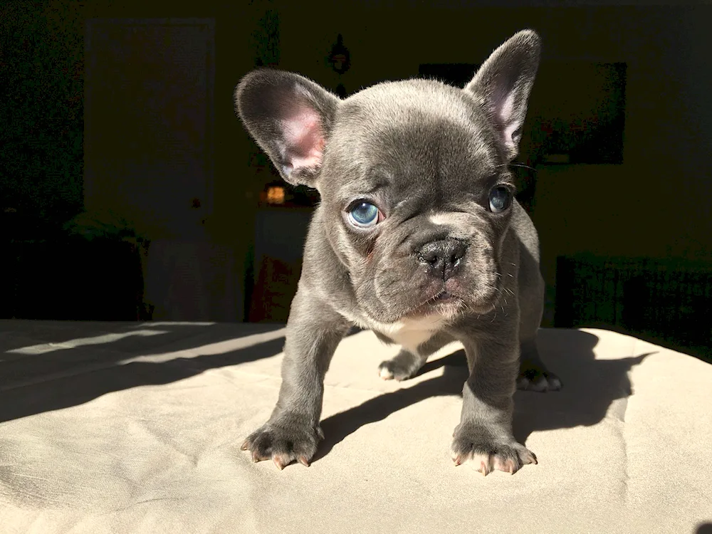 French Bulldog puppy