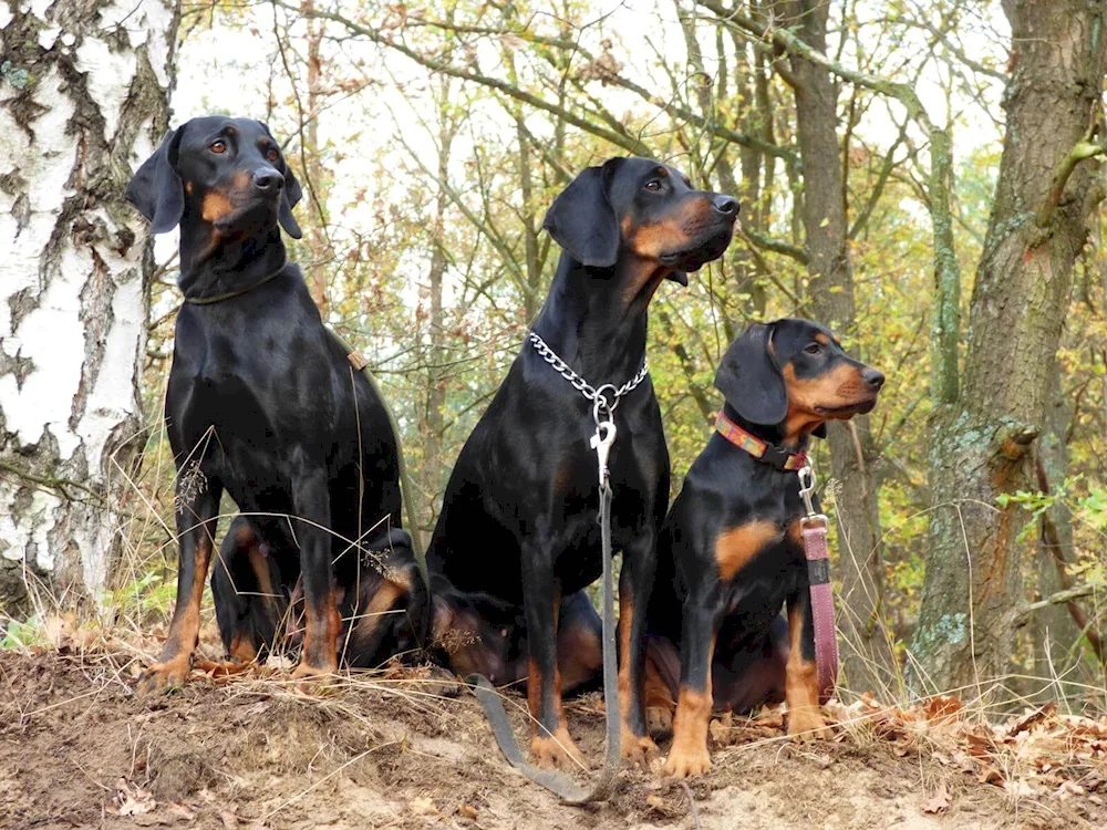 A friendly hunting dog breed