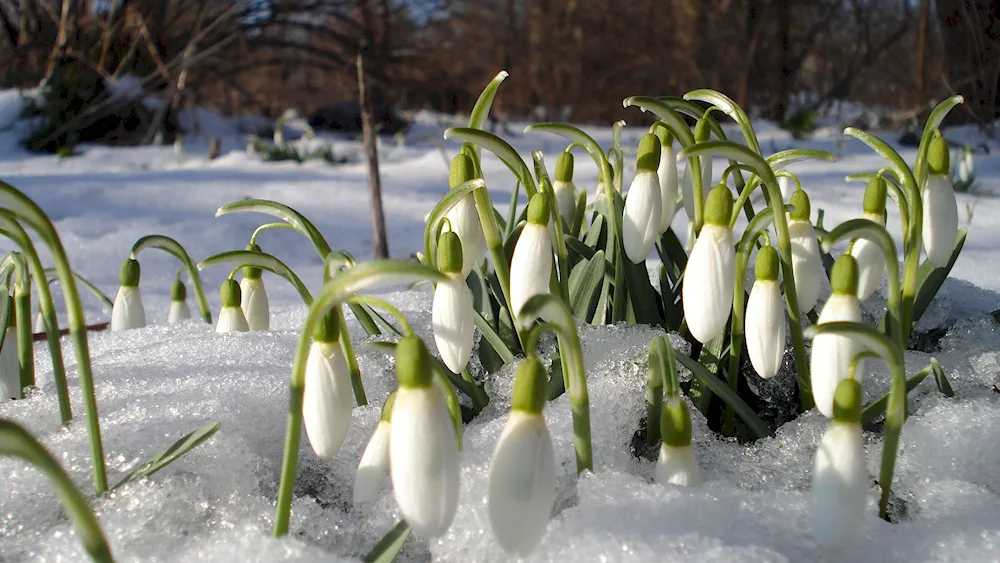 Flowers snowdrops crocus hyacinths.