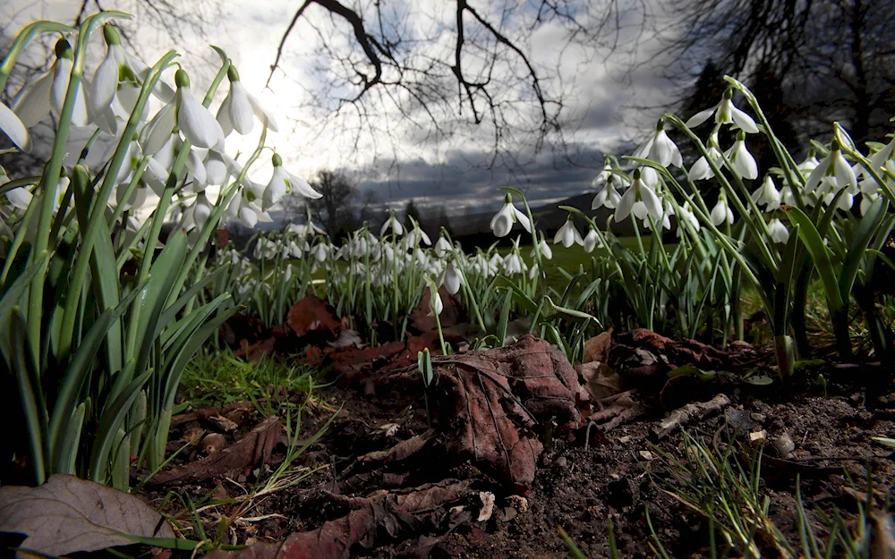 Snowdrop white-flowered