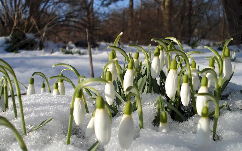 Spring snowdrops