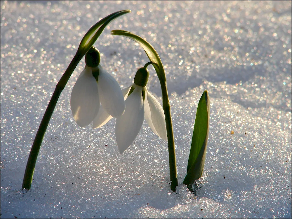 Galanthus snowdrop