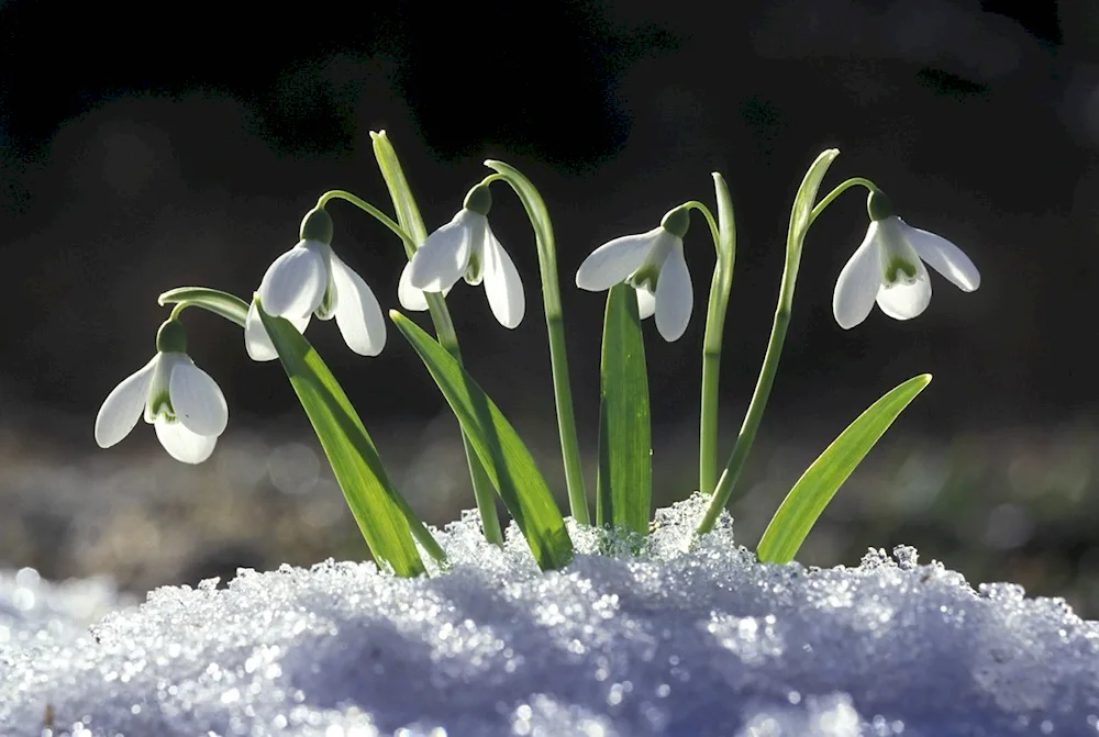 Galanthus snowdrop Galanthus