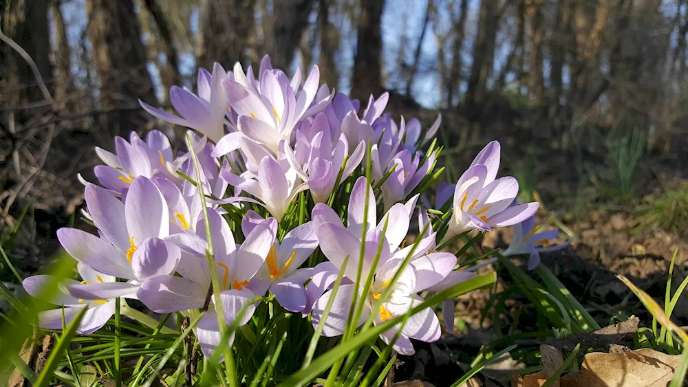 Prolesca snowdrops. crocuses