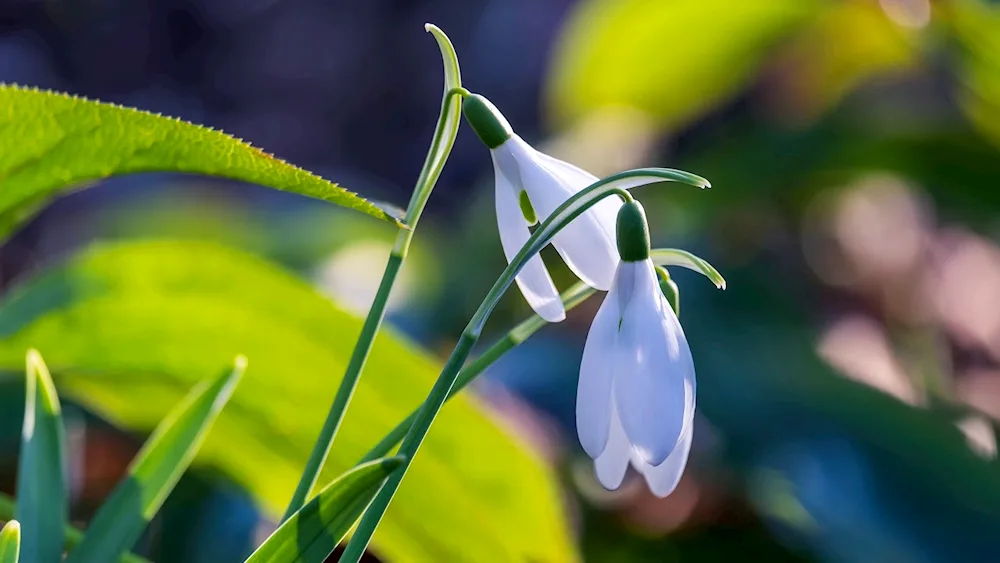 Snowdrops