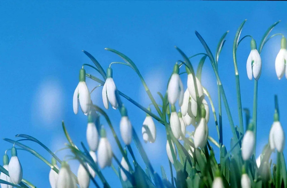 Snowdrop proles