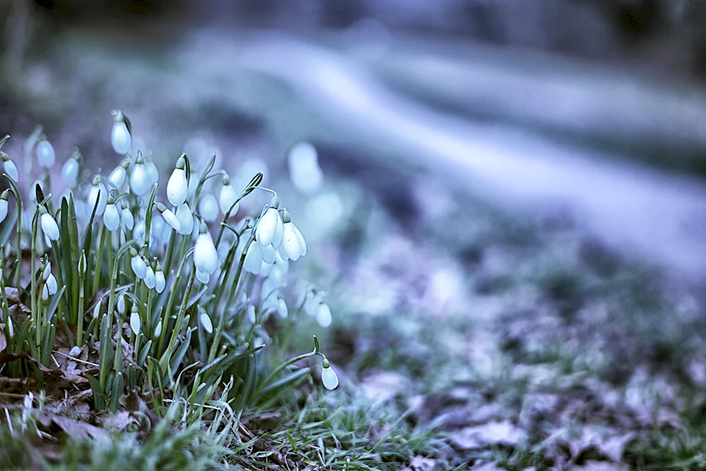 Spring snowdrops