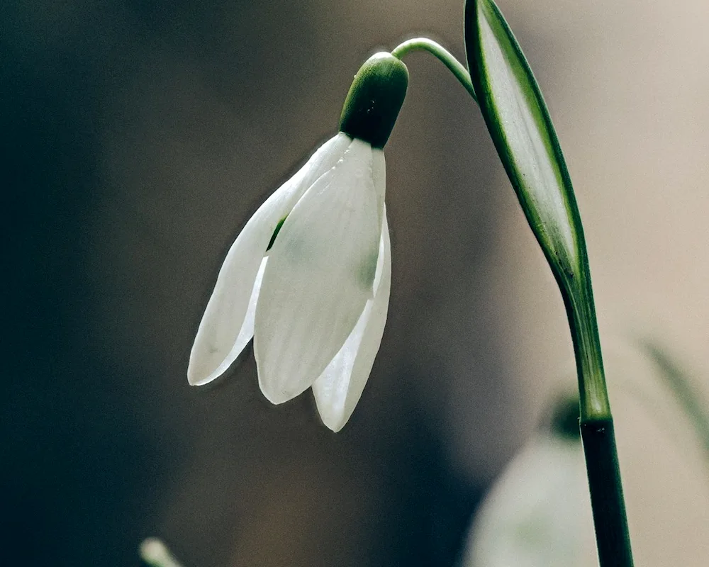 Cowal snowdrops