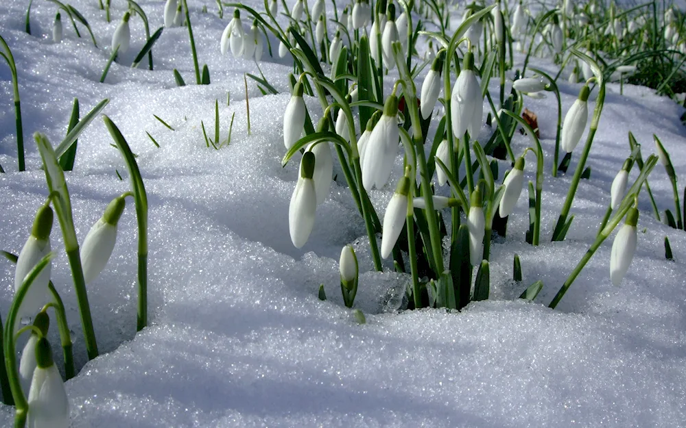 Flat-leaved snowdrop