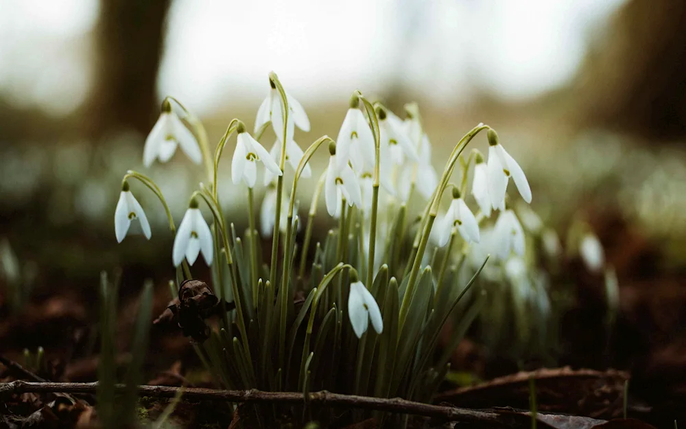 Flat-leaved snowdrop