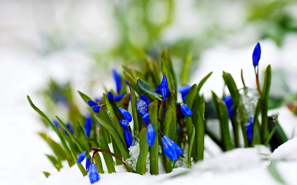 Flowering snowdrop proles