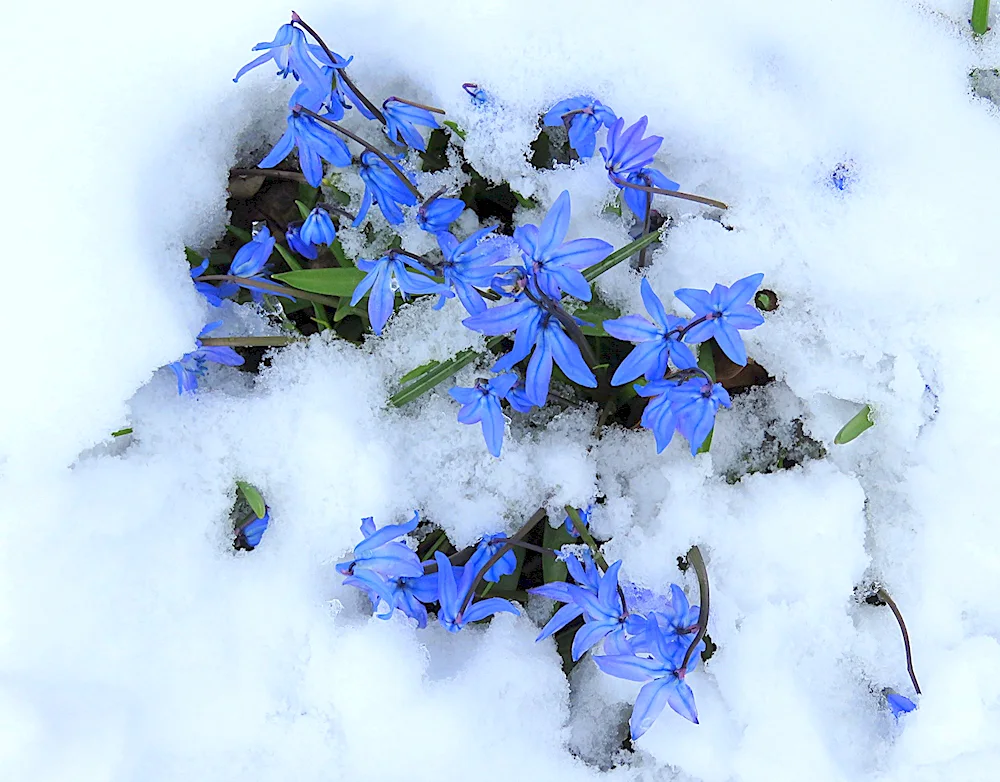 Winter flowers