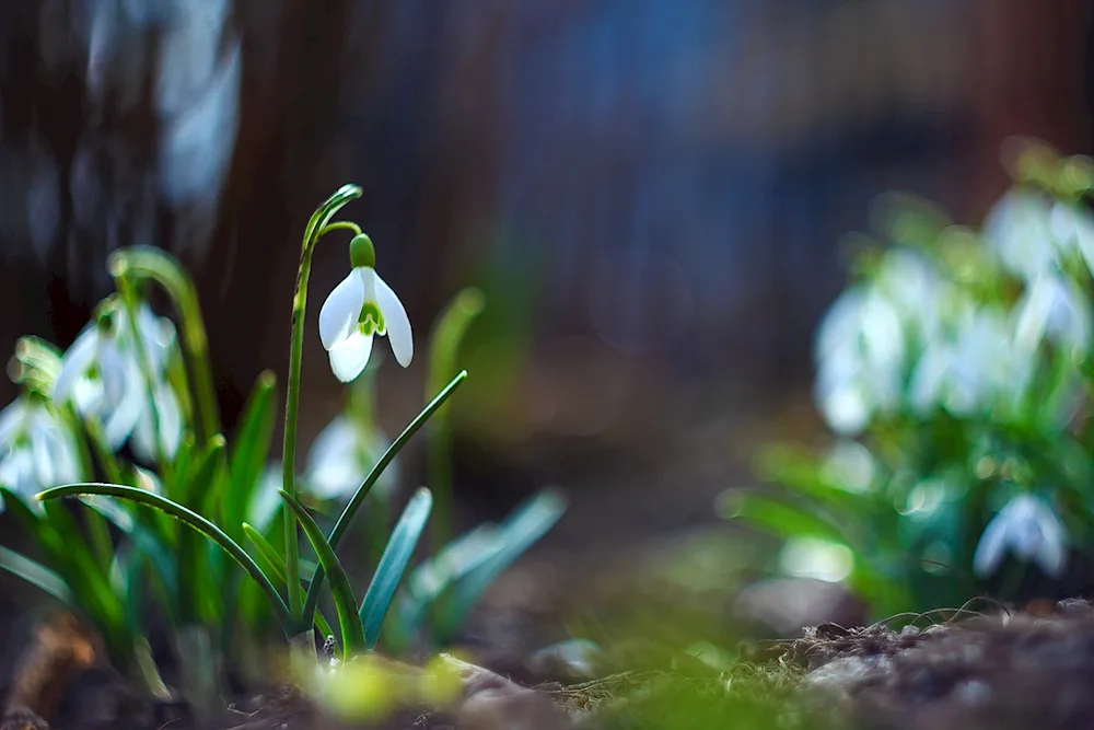 Rice snowdrop